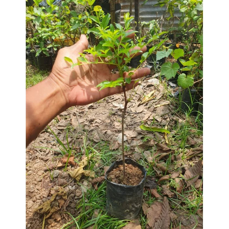 Ziziphus Jujuba 20 - 30cm