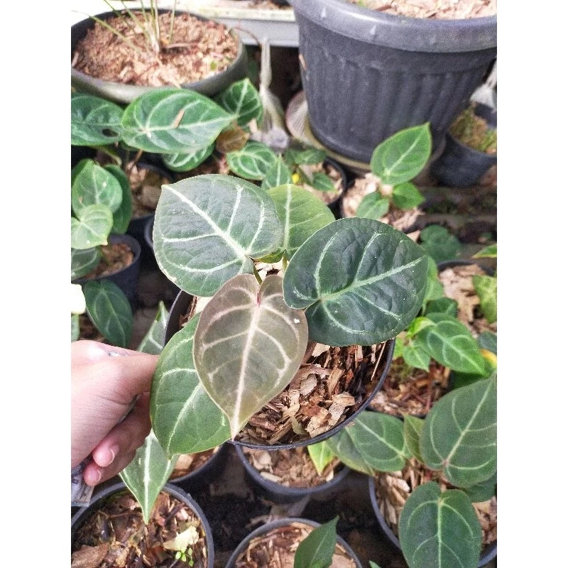 Anthurium Hofmanii - 4 leaves