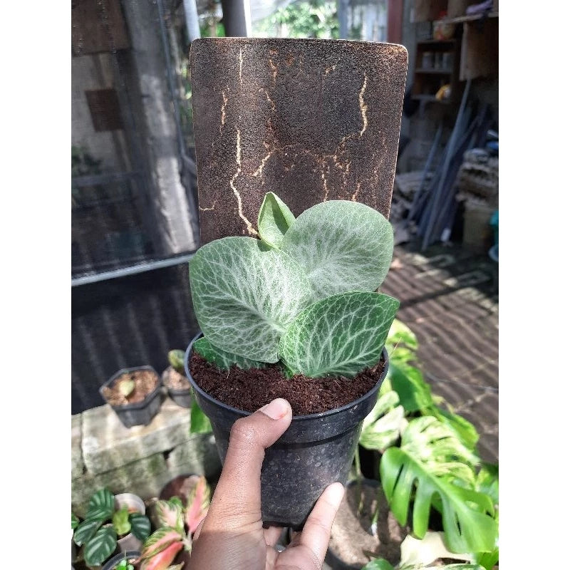Rhaphidophora Cryptanta 2 - 4 leaves