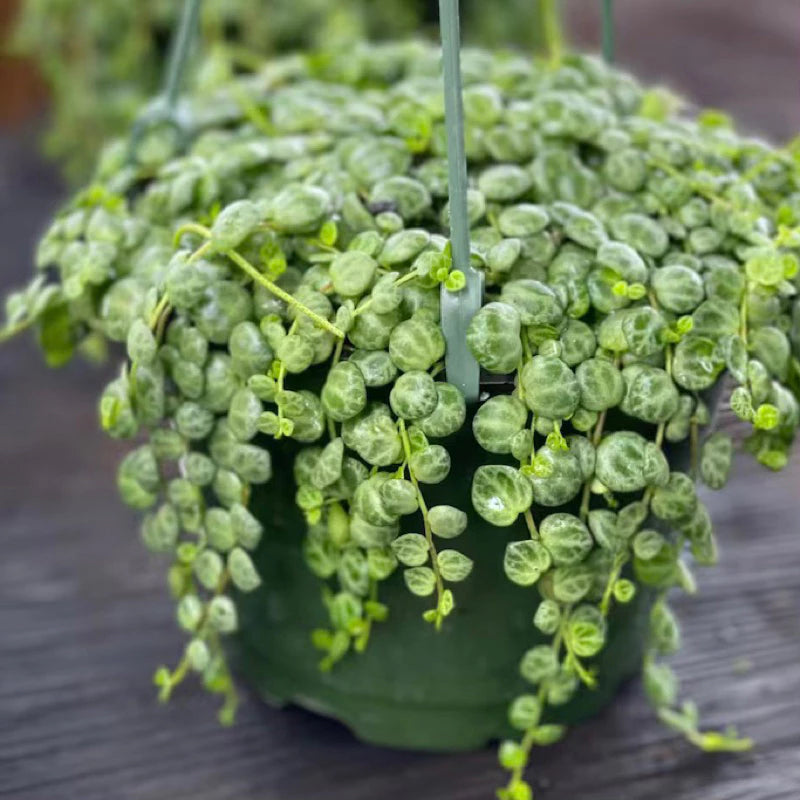 Pepperomia Prostrata String of Turtle 2-3 Leaves