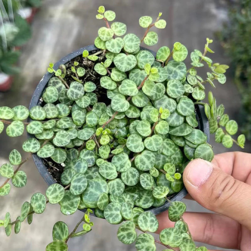 Pepperomia Prostrata String of Turtle 2-3 Leaves