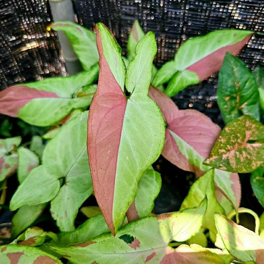 Syngonium Pink Salmon 2 - 4 leaves