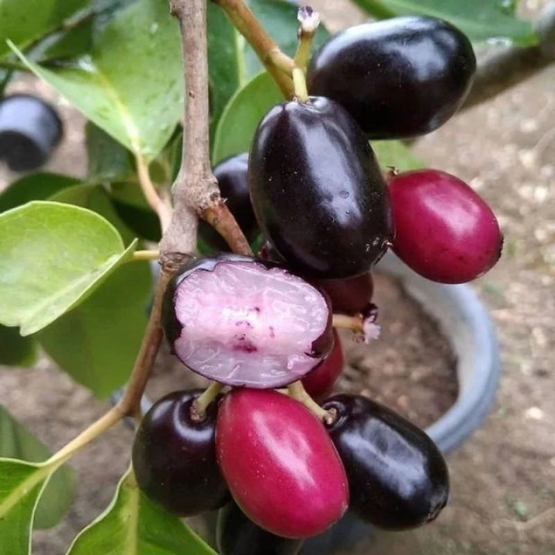 Syzygium Cumini 30 - 50cm