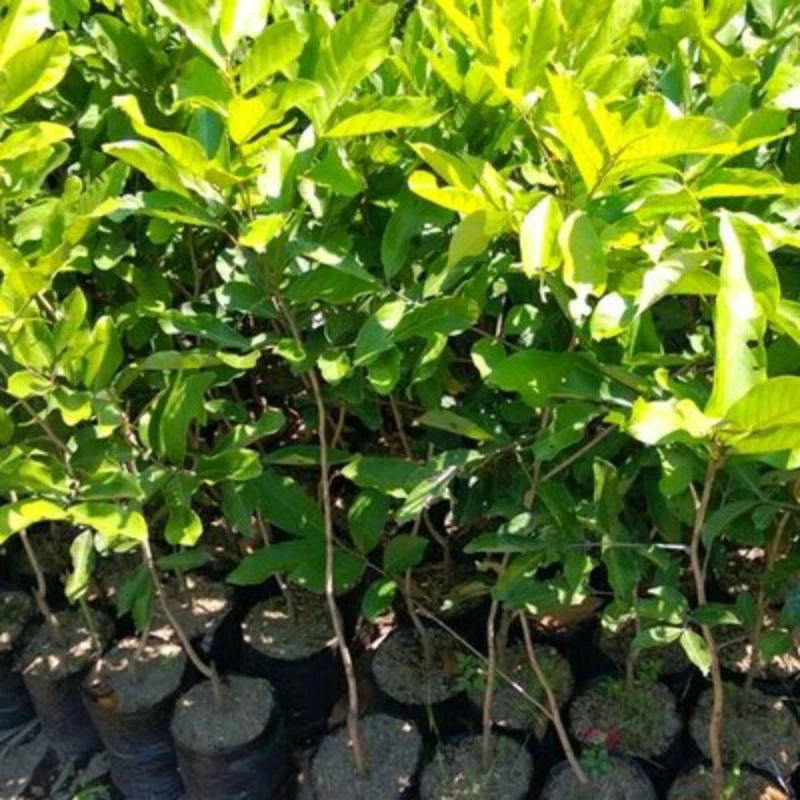 Rambutan Garuda Jumbo 30 - 50cm