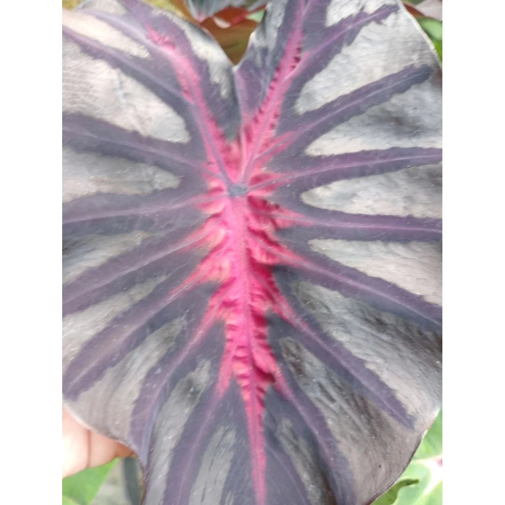 Colocasia Bagaskara 2-3 Leaves
