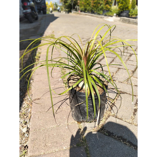 Beaucarnea Recurvata 2-3 Leaves