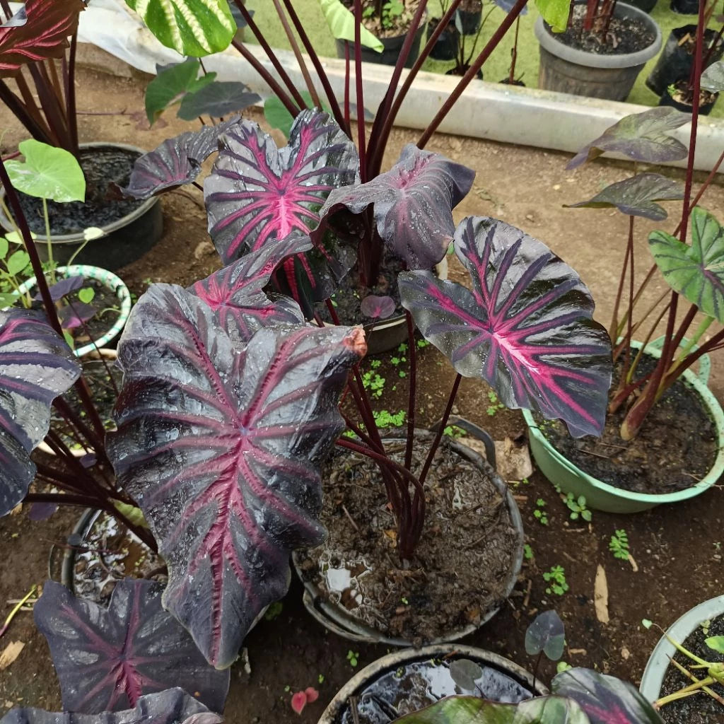 Colocasia The King 2-3 Leaves