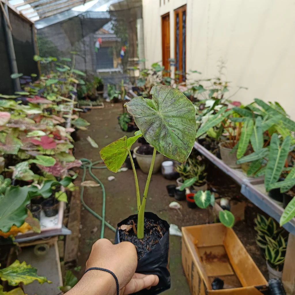 Colocasia Hello Star 2-3 Leaves
