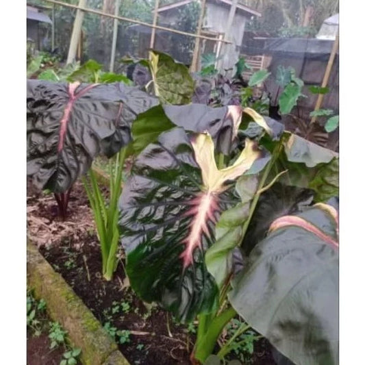 Colocasia Hello Star 2-3 Leaves