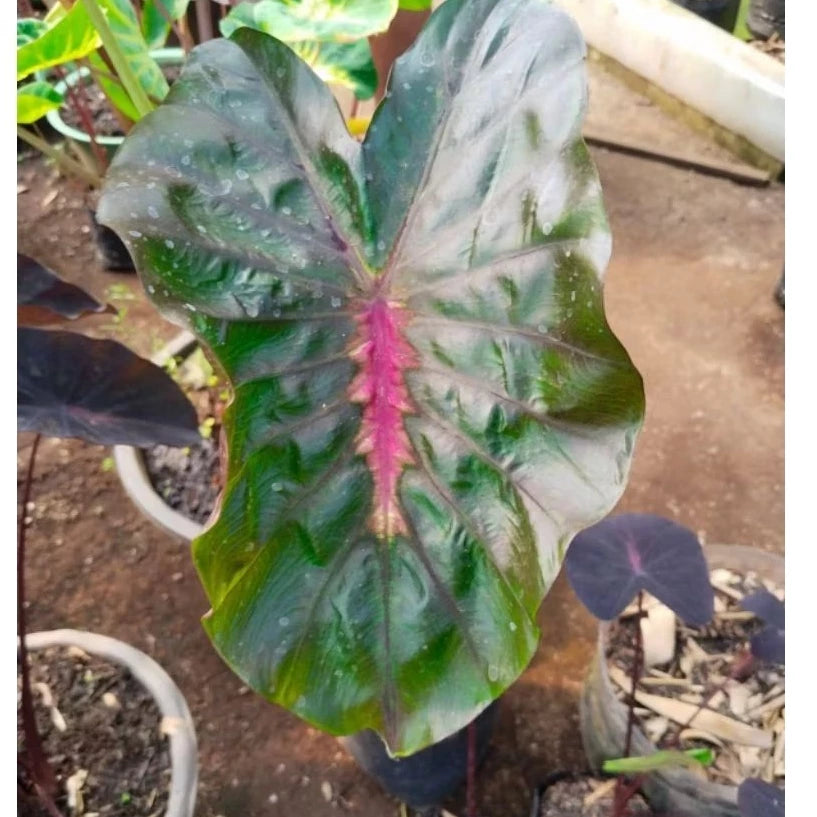 Colocasia Hello Star 2-3 Leaves
