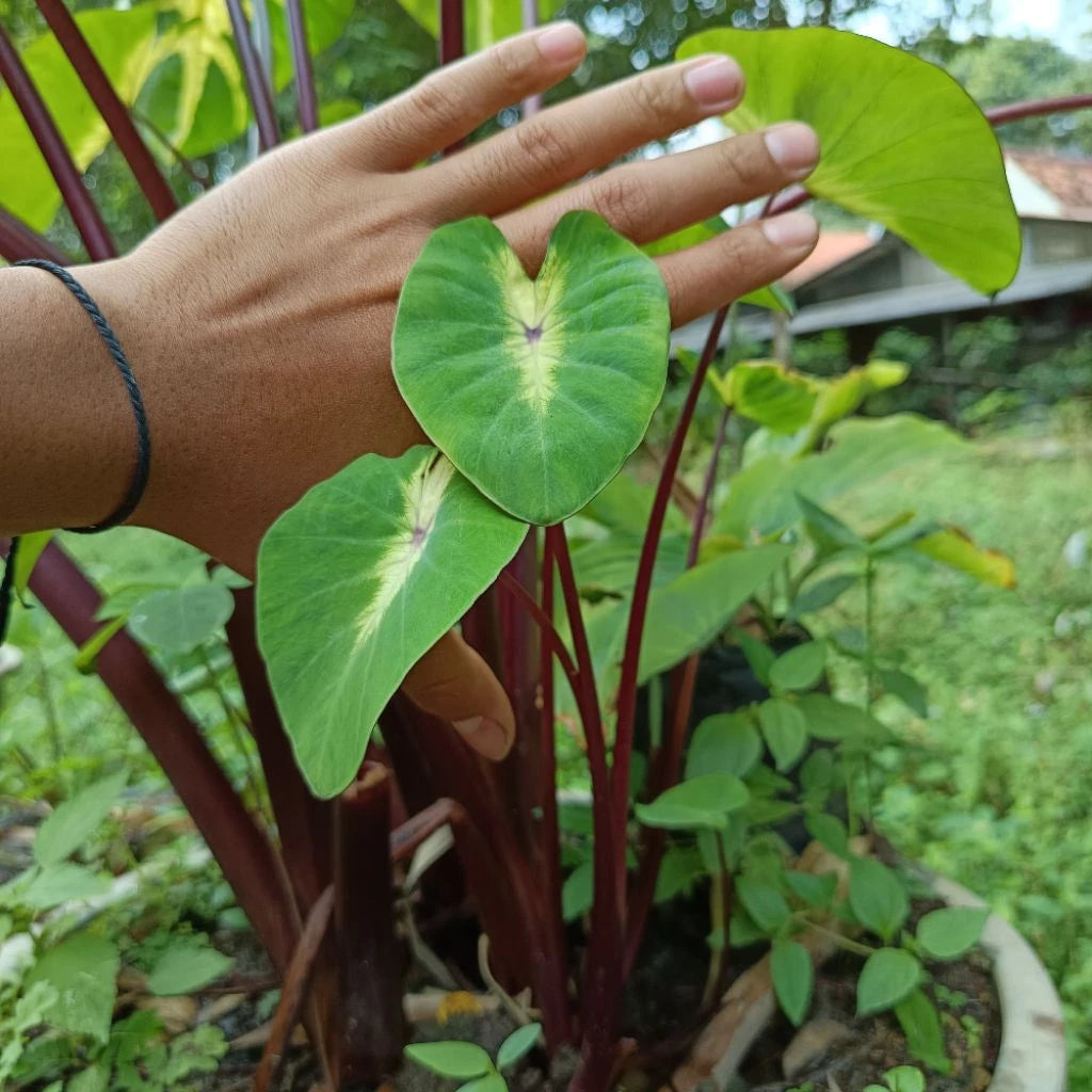 Colocasia Full Moon Hybrid 2-3 Leaves