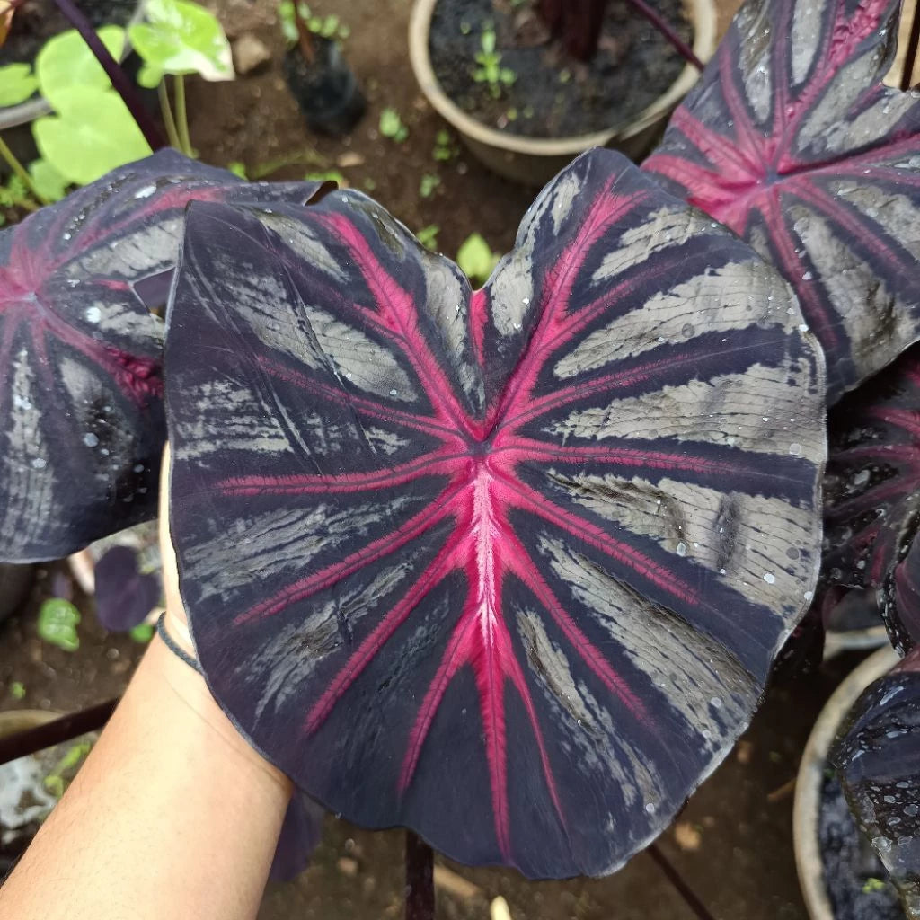 Colocasia The King 2-3 Leaves
