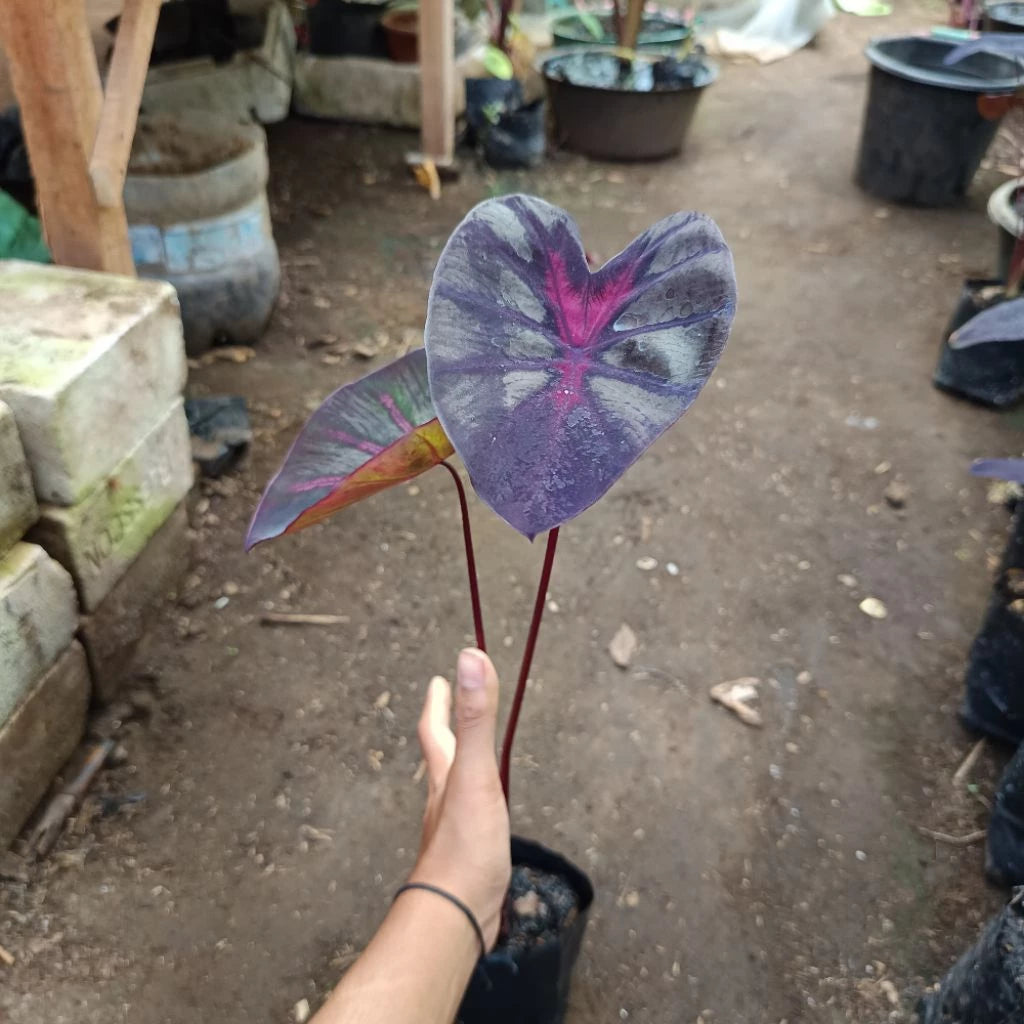 Colocasia The King 2-3 Leaves