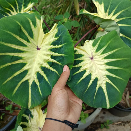 Colocasia Full Moon Hybrid 2-3 Leaves