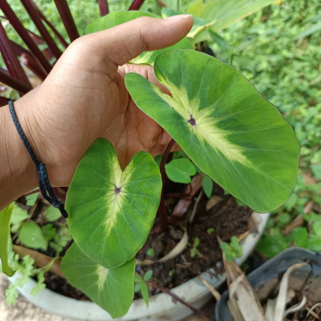 Colocasia Full Moon Hybrid 2-3 Leaves