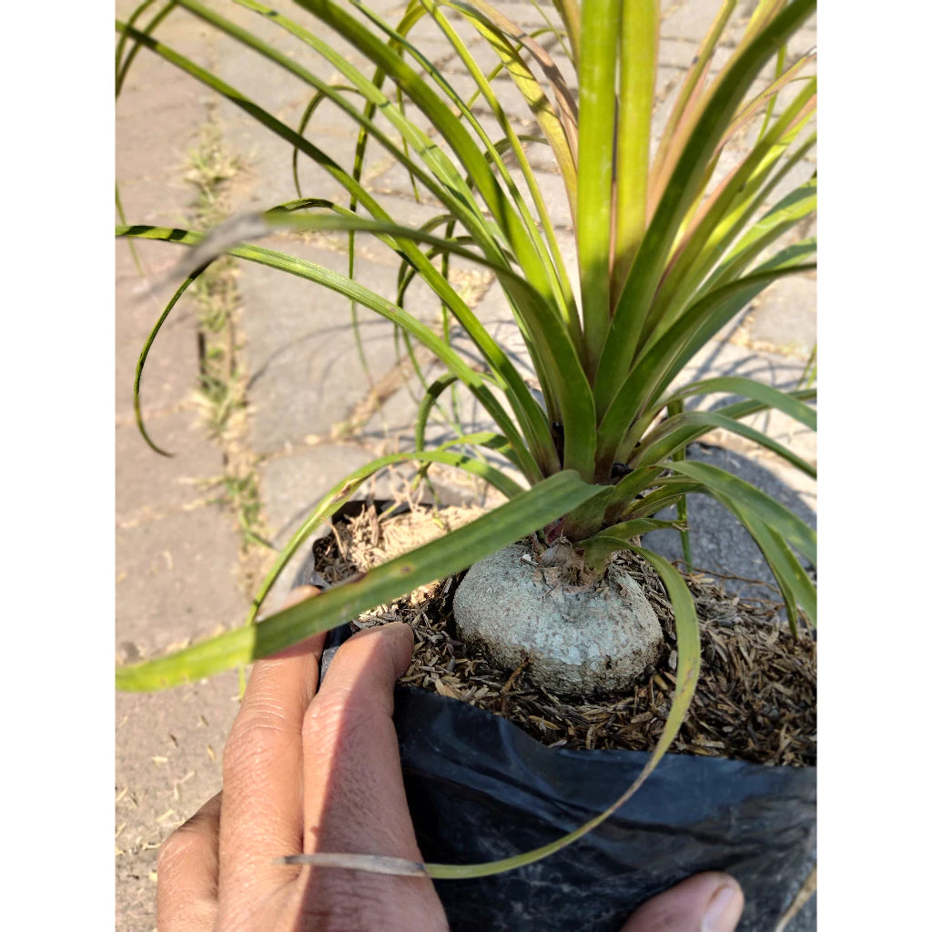 Beaucarnea Recurvata 2-3 Leaves