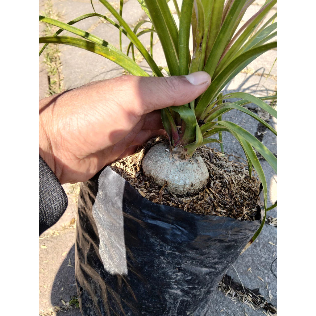 Beaucarnea Recurvata 2-3 Leaves