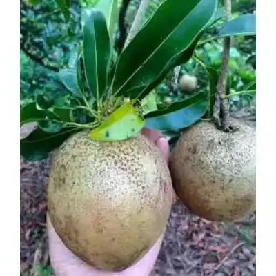 Sapodilla Jumbo 30 - 50cm