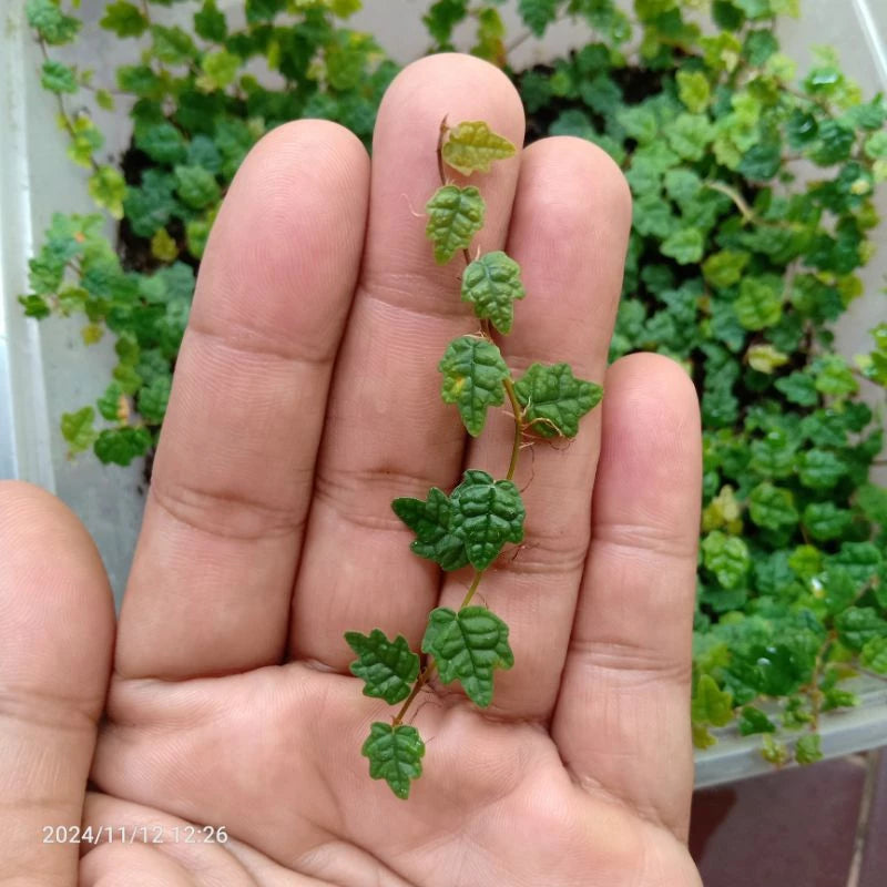 Ficus Pumila "Quercifolia" String of Frog 2-3 Leaves