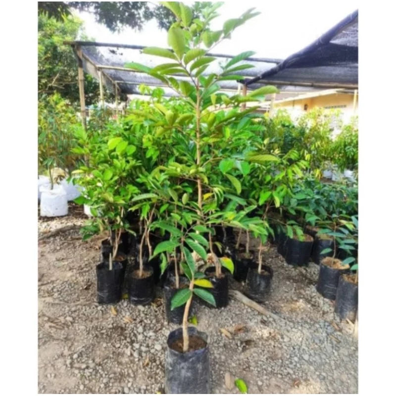Rambutan Binjai 30 - 50cm