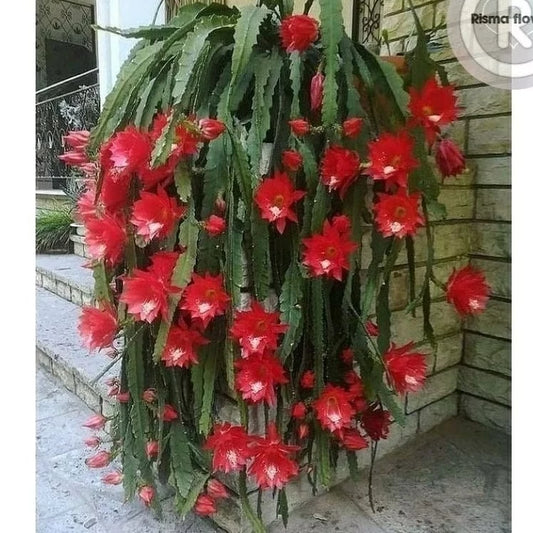 Epiphyllum Oxypetalum Red Flower 20 - 30cm