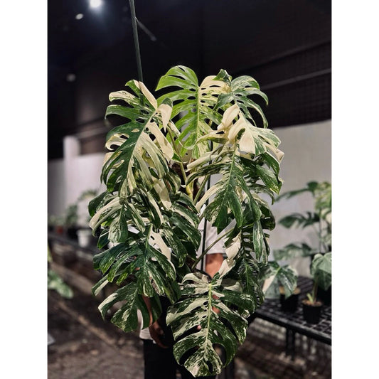Monstera Deliciosa Albo 2-3 Leaves