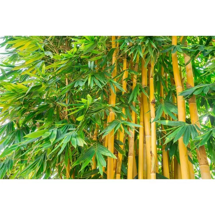 Yellow Bamboo 20 - 30cm