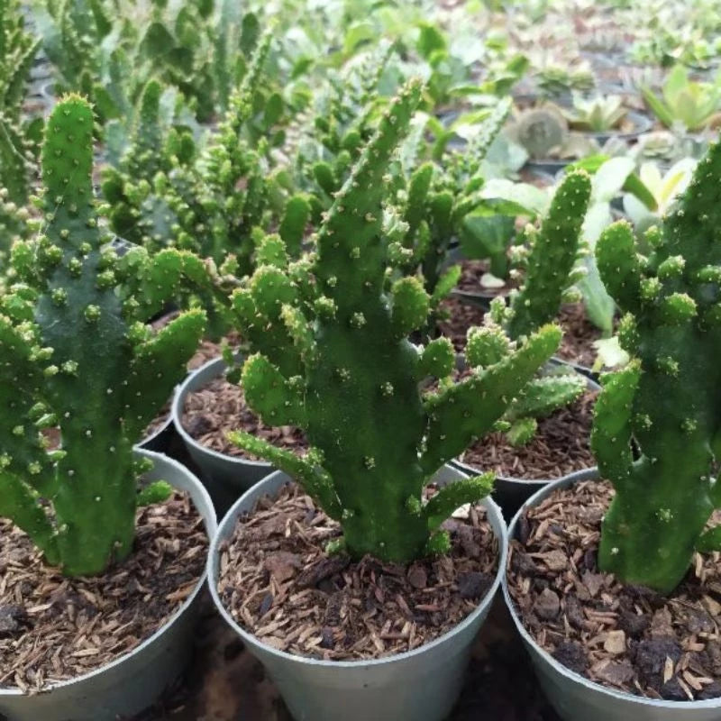 Opuntia Monacantha medium size