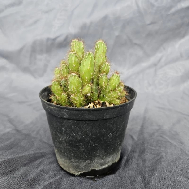 Cereus Repandus medium size