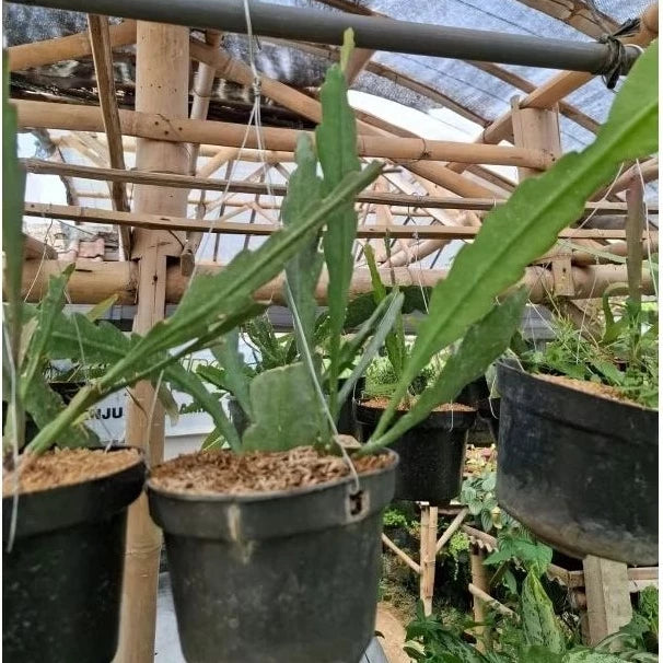 Epiphyllum Oxypetalum Red Flower 20 - 30cm