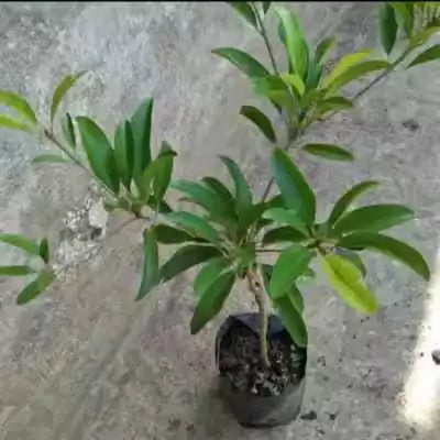 Sapodilla Jumbo 30 - 50cm