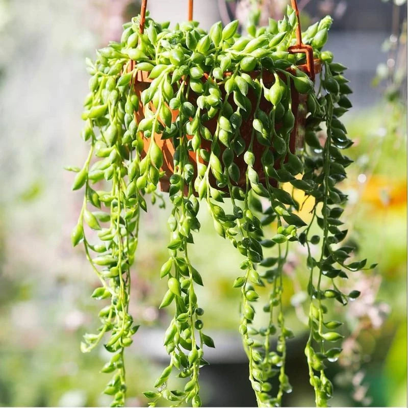 Curio Radicans String of Banana 2-3 Leaves