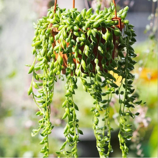 Curio Radicans String of Banana 2-3 Leaves