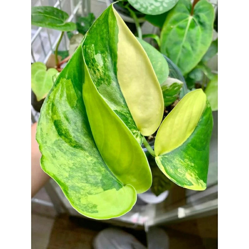 Scindapsus Jade Satin Variegated 2 - 4 leaves