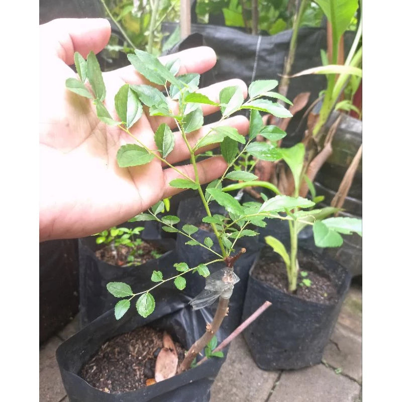 Ziziphus Jujuba 20 - 30cm