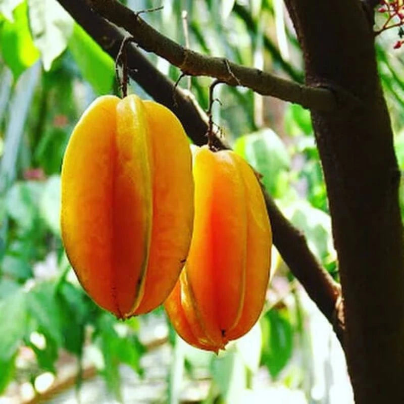 Starfruit Madu Jumbo 30 - 50cm