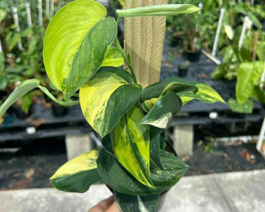 Scindapsus Jade Satin Variegated 2 - 4 leaves