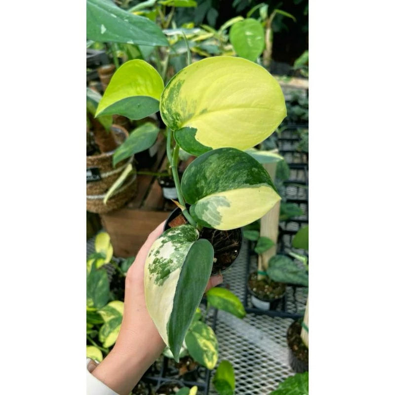 Scindapsus Jade Satin Variegated 2 - 4 leaves