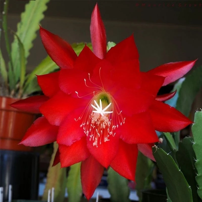 Epiphyllum Oxypetalum Red Flower 20 - 30cm