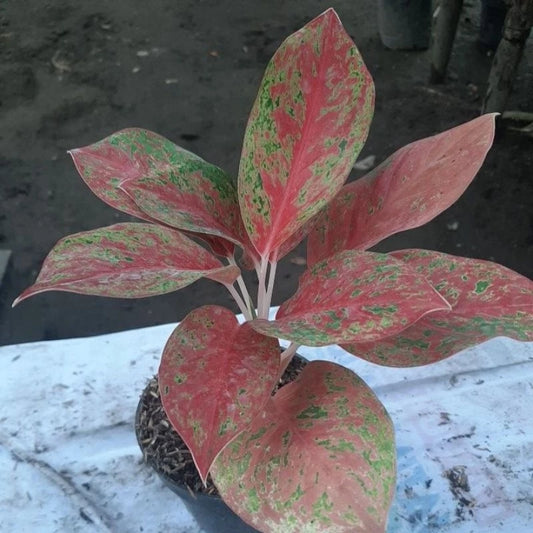 Aglaonema Red Twister 2 - 4 leaves