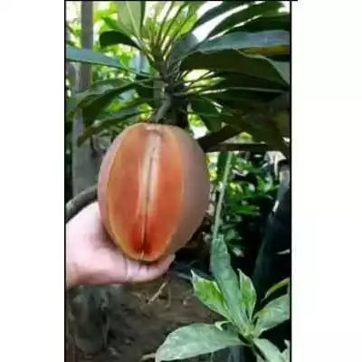 Sapodilla Jumbo 30 - 50cm