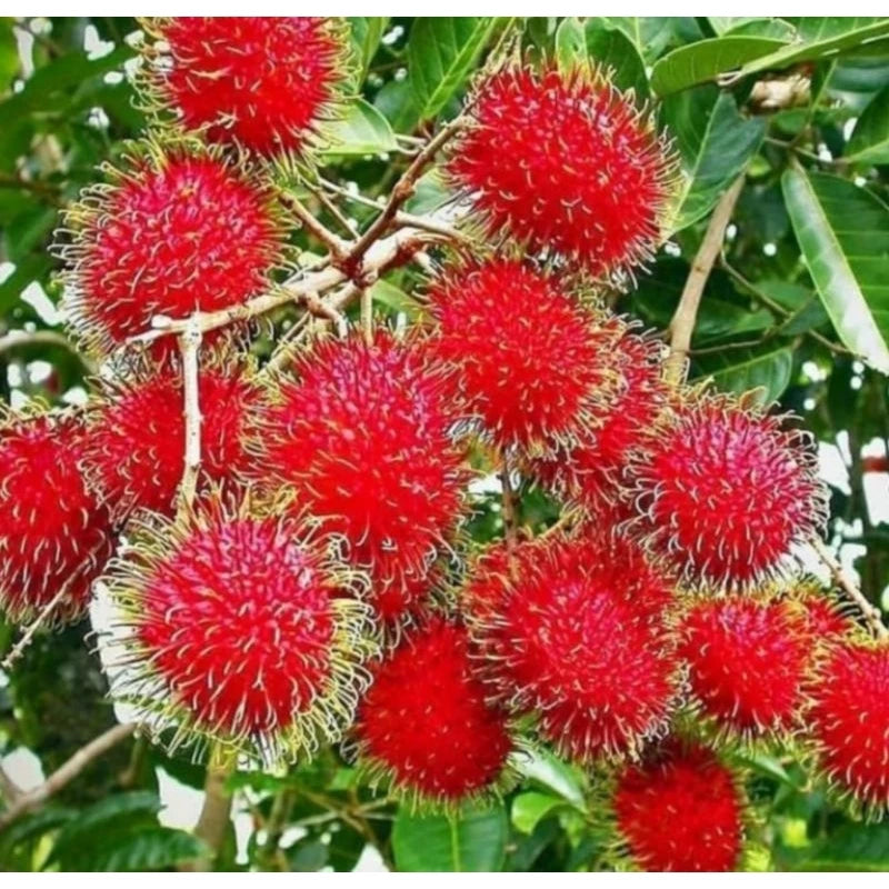 Rambutan Binjai 30 - 50cm