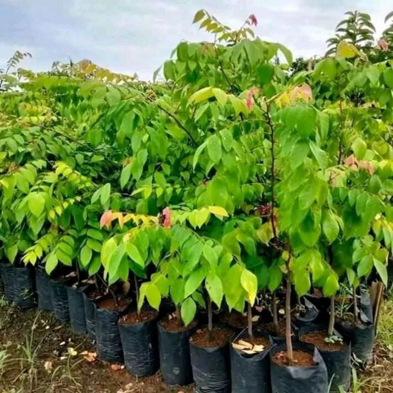 Starfruit Madu Jumbo 30 - 50cm