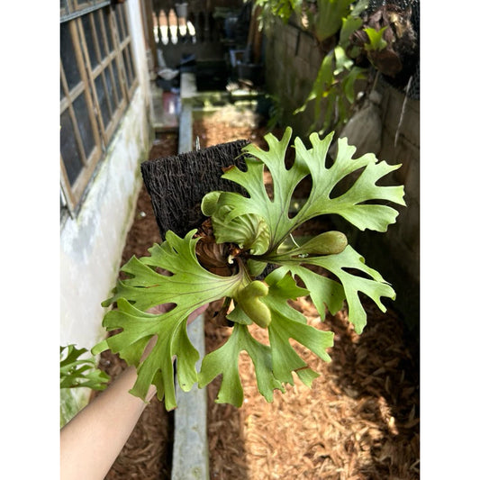 Platycerium Ridleyi 2-3 Leaves