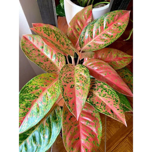 Aglaonema Big Roy 2 - 4 leaves