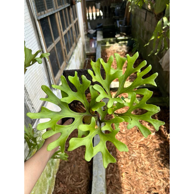 Platycerium Ridleyi 2-3 Leaves