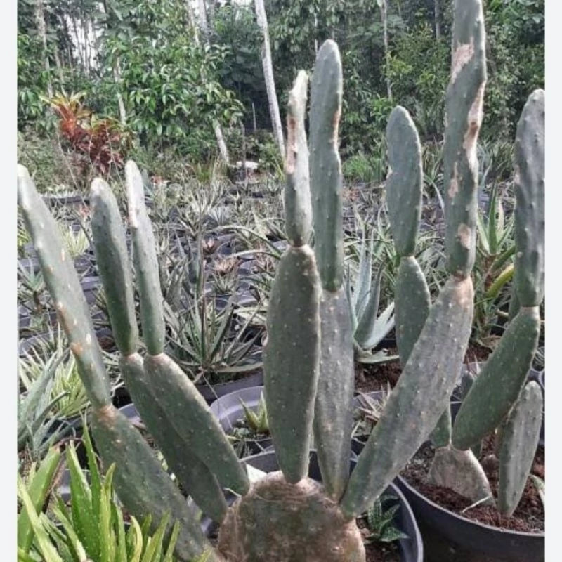 Opuntia Ficus Indica medium size