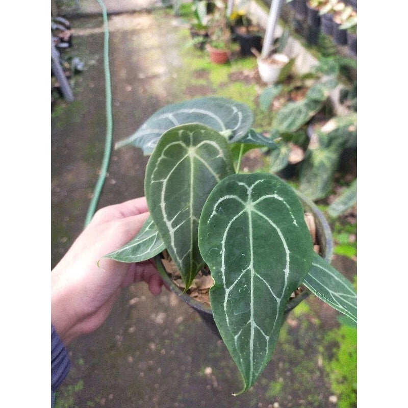 Anthurium Forgetii 2 - 4 leaves