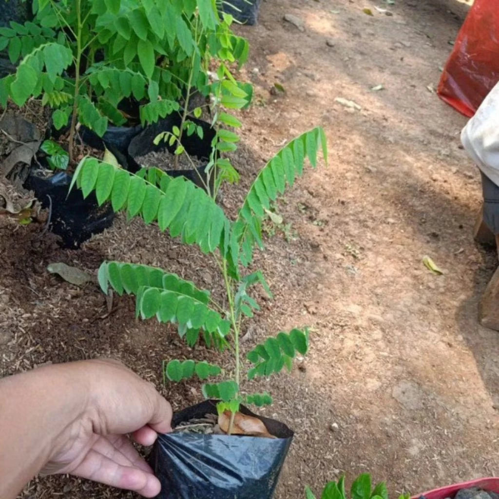 Starfruit Wuluh 30 - 50cm