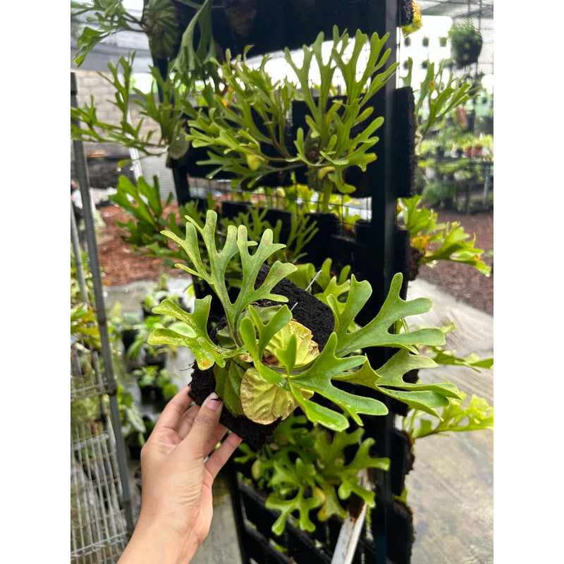 Platycerium Ridleyi 2-3 Leaves
